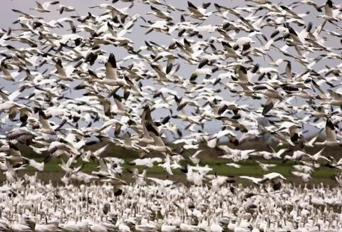 Snow geese migration Stock Photos
