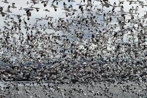 Snow geese migration Stock Photos