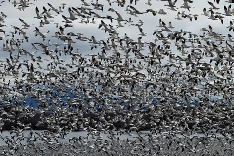 Snow geese migration Stock Photos