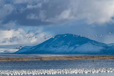 Snow Geese Migration. Stock Photos