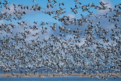Snow Geese Migration. Stock Photos