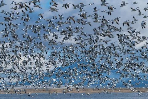 Snow Geese Migration. Stock Photos