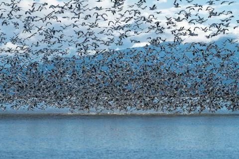 Snow Geese Migration. Stock Photos