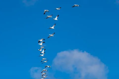 Snow Geese Migration. Stock Photos