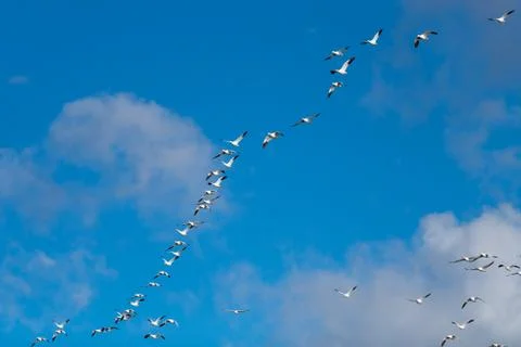 Snow Geese Migration. Stock Photos