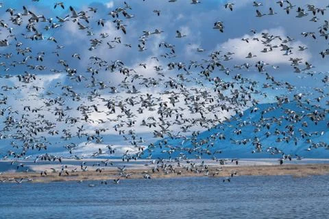 Snow Geese Migration. Stock Photos