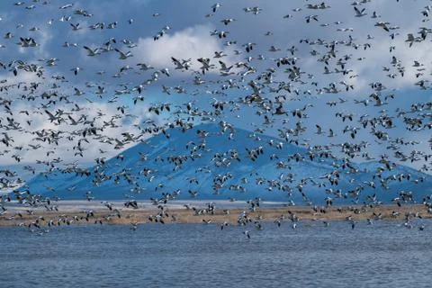 Snow Geese Migration. Stock Photos