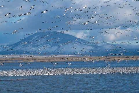 Snow Geese Migration. Stock Photos