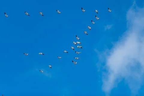 Snow Geese Migration. Stock Photos
