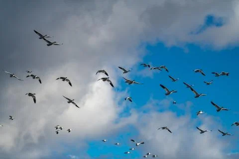 Snow Geese Migration. Stock Photos