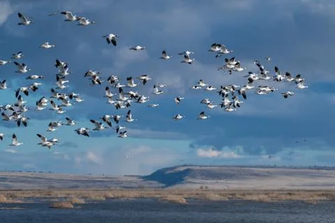 Snow Geese Migration. Stock Photos