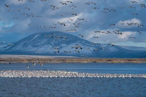 Snow Geese Migration. Stock Photos