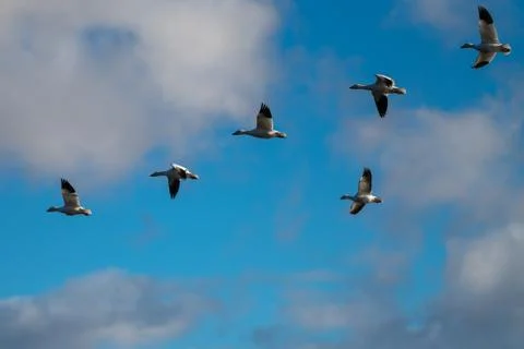 Snow Geese Migration. Stock Photos