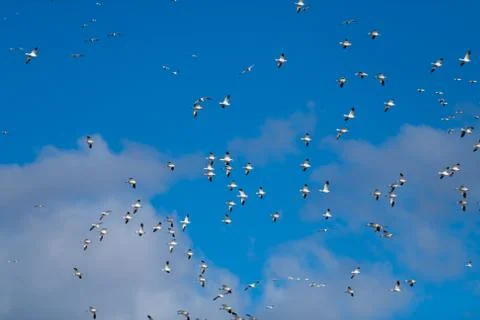 Snow Geese Migration. Stock Photos