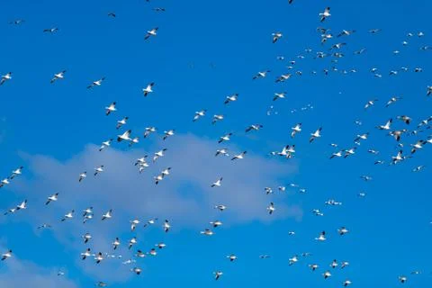 Snow Geese Migration. Stock Photos