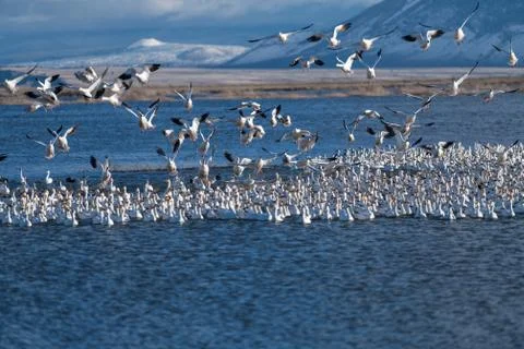 Snow Geese Migration. Foto stock