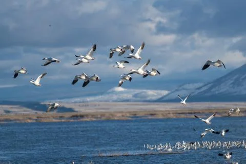 Snow Geese Migration. Stock Photos
