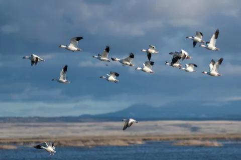 Snow Geese Migration. Stock Photos