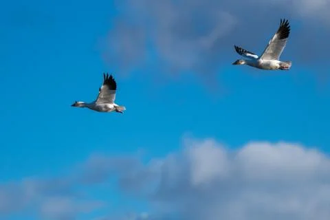 Snow Geese Migration. Stock Photos
