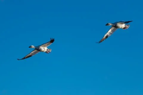Snow Geese Migration. Stock Photos