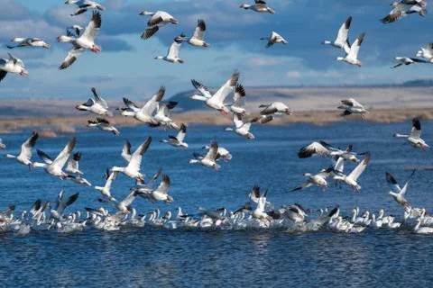 Snow Geese Migration. Stock Photos