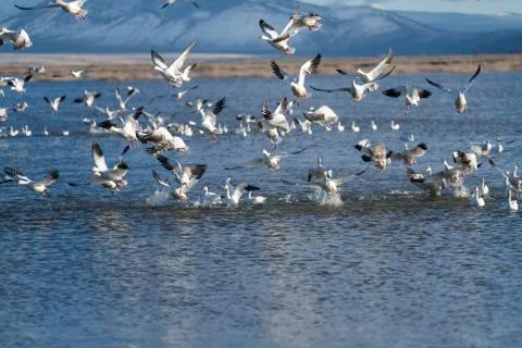 Snow Geese Migration. Stock Photos