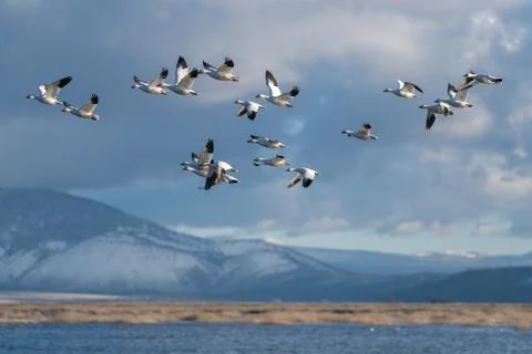 Snow Geese Migration. Foto stock