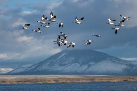 Snow Geese Migration. 스톡 사진