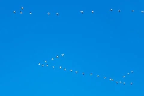 Snow Geese Migration. Stock Photos