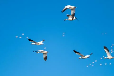 Snow Geese Migration. 스톡 사진
