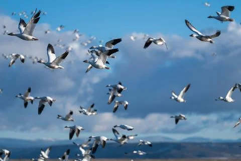 Snow Geese Migration. Stock Photos