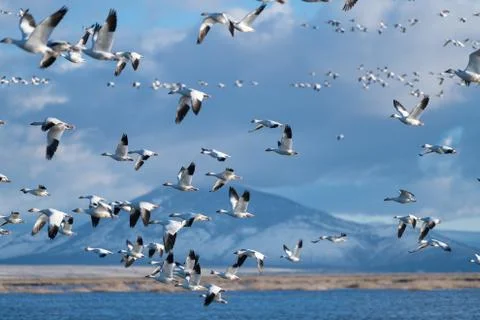 Snow Geese Migration. Foto stock