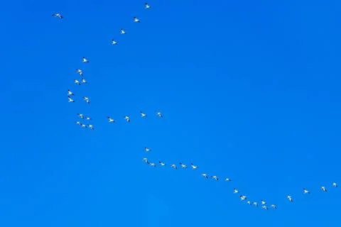 Snow Geese Migration. Stock Photos