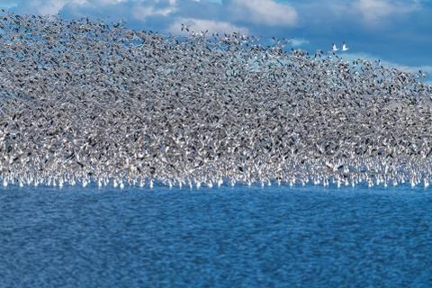 Snow Geese Migration. Stock Photos