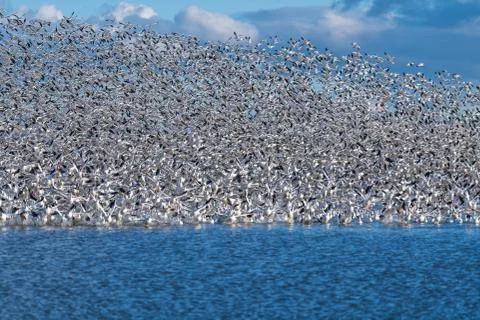 Snow Geese Migration. Stock Photos