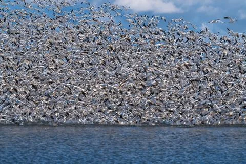 Snow Geese Migration. Stock Photos