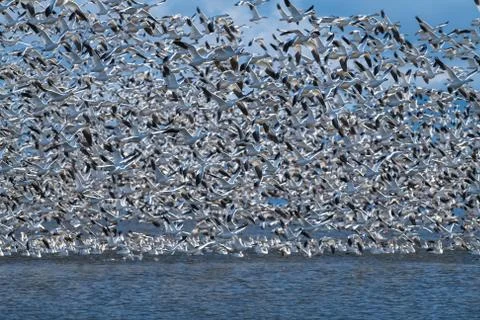 Snow Geese Migration. Stock Photos