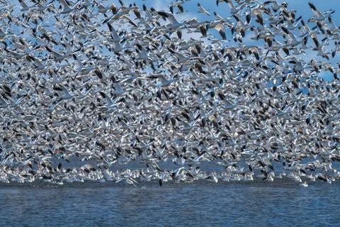 Snow Geese Migration. Stock Photos