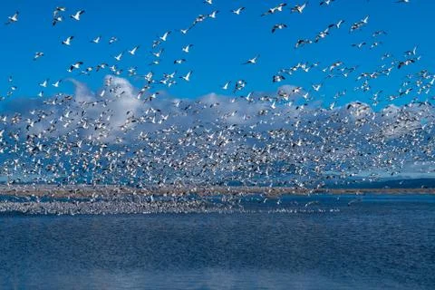 Snow Geese Migration. Stock Photos