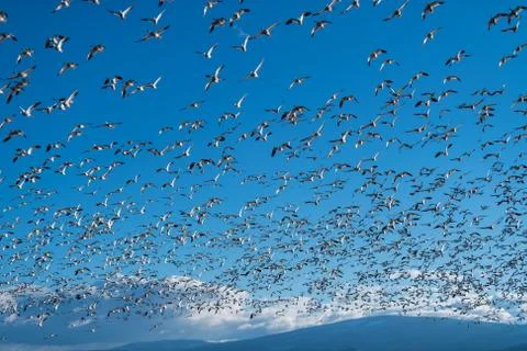 Snow Geese Migration. Stock Photos