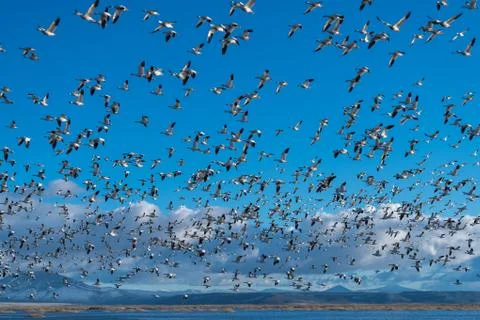 Snow Geese Migration. Stock Photos