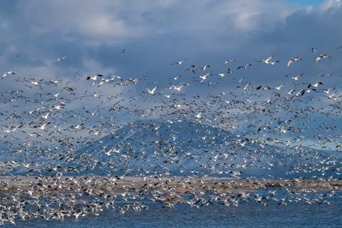 Snow Geese Migration. Stock Photos