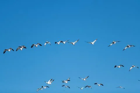 Snow Geese Migration. Stock Photos