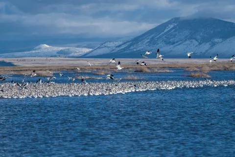Snow Geese Migration. Stock Photos