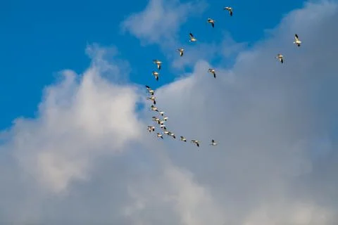 Snow Geese Migration. Stock Photos