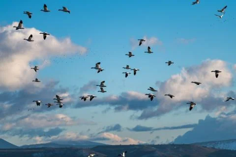 Snow Geese Migration. Stock Photos