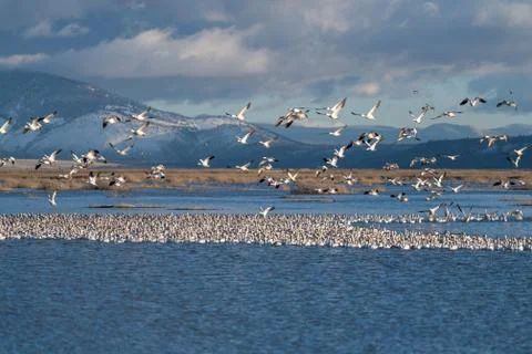 Snow Geese Migration. Stock Photos