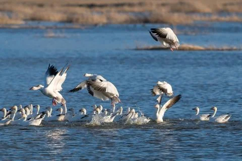 Snow Geese Migration. Stock Photos