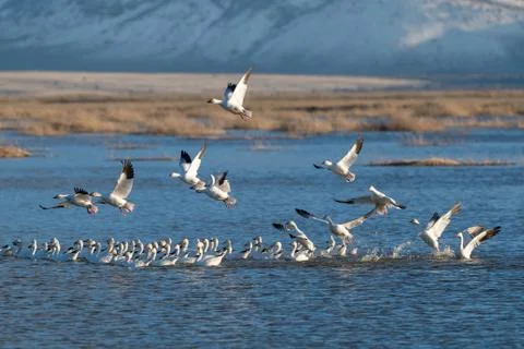 Snow Geese Migration. Stock Photos