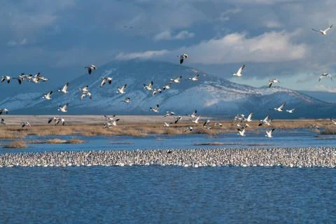 Snow Geese Migration. Stock Photos